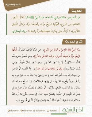 مثل المؤمن كالخامة من الزرع